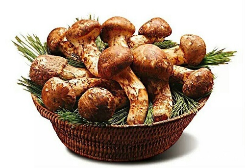 1630482772498214.jpg 松茸-4.jpg