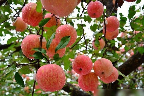 蘋果冷庫.jpg 蘋果冷庫.jpg